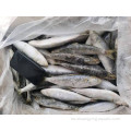 Fábrica BQF Frozen Spot Sardines 60-80G Embalaje a granel